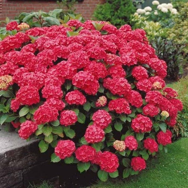 HYDRANGEA MACROPHYLLA ALPENGLUHEN  vaso 18