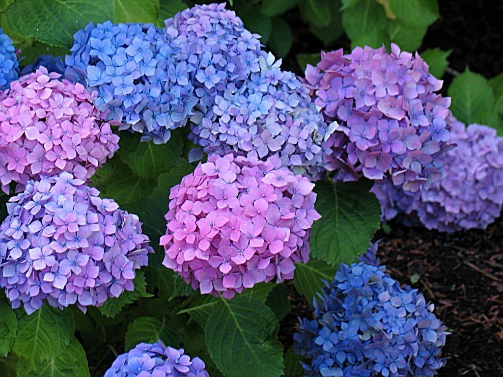 HYDRANGEA MACROPHYLLA HAMBOURG vaso 18