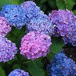 HYDRANGEA MACROPHYLLA HAMBOURG vaso 18