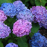HYDRANGEA MACROPHYLLA HAMBOURG vaso 18
