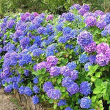 HYDRANGEA MACROPHYLLA HAMBOURG vaso 18
