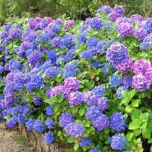 HYDRANGEA MACROPHYLLA HAMBOURG vaso 18