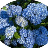 HYDRANGEA MACROPHYLLA NIKKO BLUE vaso 18