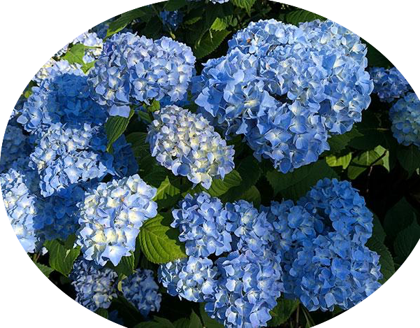 HYDRANGEA MACROPHYLLA NIKKO BLUE vaso 18