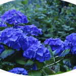 HYDRANGEA MACROPHYLLA NIKKO BLUE vaso 18