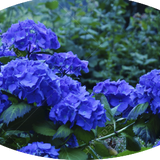 HYDRANGEA MACROPHYLLA NIKKO BLUE vaso 18