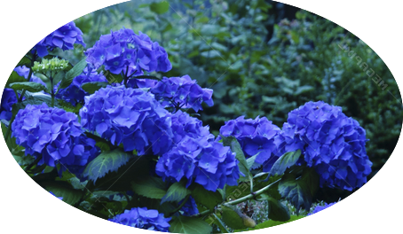 HYDRANGEA MACROPHYLLA NIKKO BLUE vaso 18