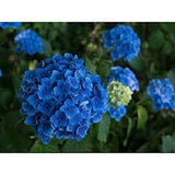 HYDRANGEA MACROPHYLLA NIKKO BLUE vaso 18