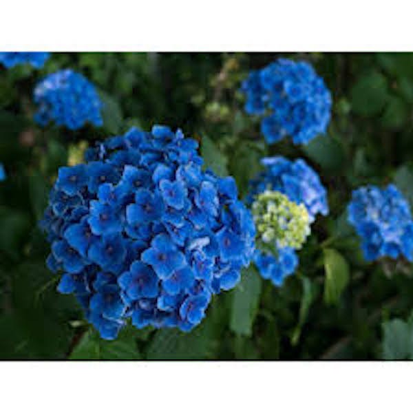 HYDRANGEA MACROPHYLLA NIKKO BLUE vaso 18