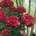 HYDRANGEA MACROPHYLLA SIBILLA vaso 18
