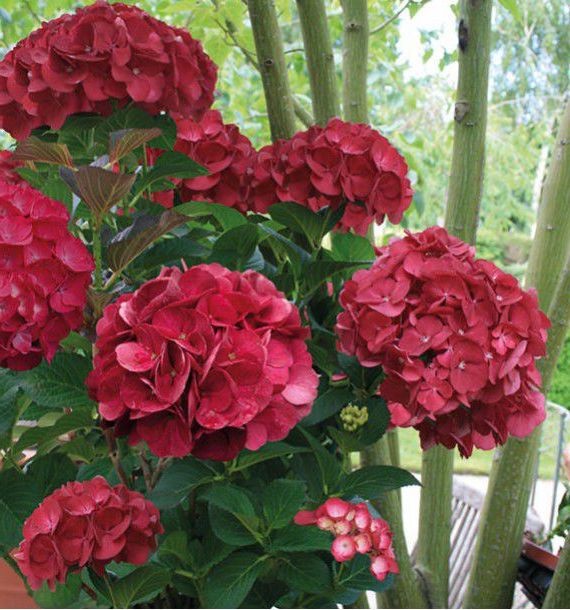 HYDRANGEA MACROPHYLLA SIBILLA vaso 18