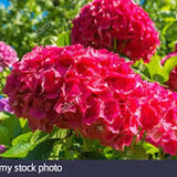 HYDRANGEA MACROPHYLLA SIBILLA vaso 18