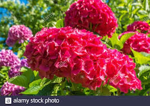 HYDRANGEA MACROPHYLLA SIBILLA vaso 18