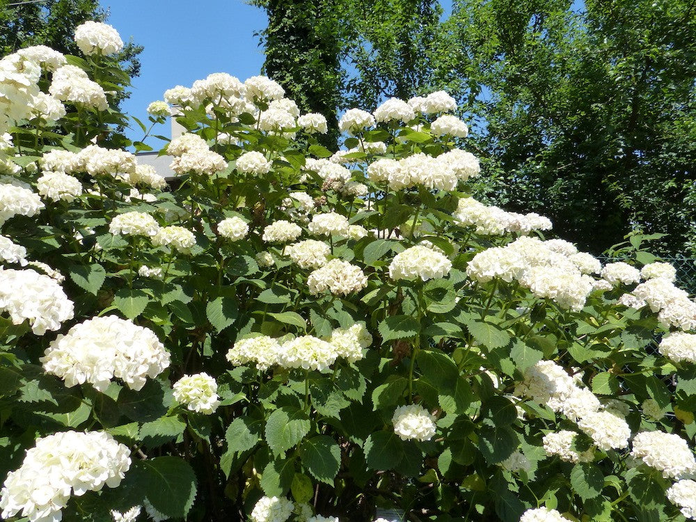 HYDRANGEA MACROPHYLLA SOEUR THERESE vaso 19