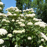 HYDRANGEA MACROPHYLLA SOEUR THERESE vaso 19