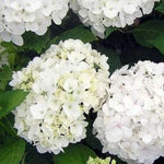 HYDRANGEA MACROPHYLLA SOEUR THERESE vaso 19