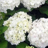 HYDRANGEA MACROPHYLLA SOEUR THERESE vaso 19
