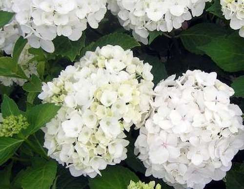 HYDRANGEA MACROPHYLLA SOEUR THERESE vaso 19