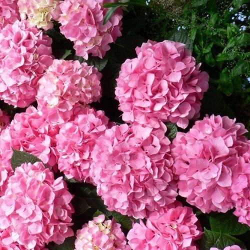 HYDRANGEA MACROPHYLLA VAL Du LOIRE vaso 18