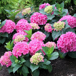 HYDRANGEA MACROPHYLLA VAL Du LOIRE vaso 18
