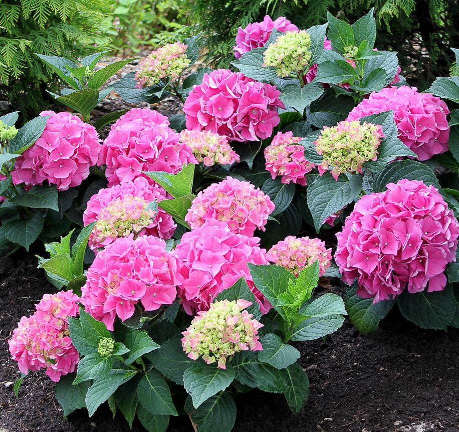 HYDRANGEA MACROPHYLLA VAL Du LOIRE vaso 18