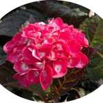 HYDRANGEA SANGUINEA MERVEILLE vaso 18