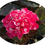 HYDRANGEA SANGUINEA MERVEILLE vaso 18