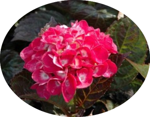 HYDRANGEA SANGUINEA MERVEILLE vaso 18