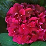 HYDRANGEA SANGUINEA MERVEILLE vaso 18