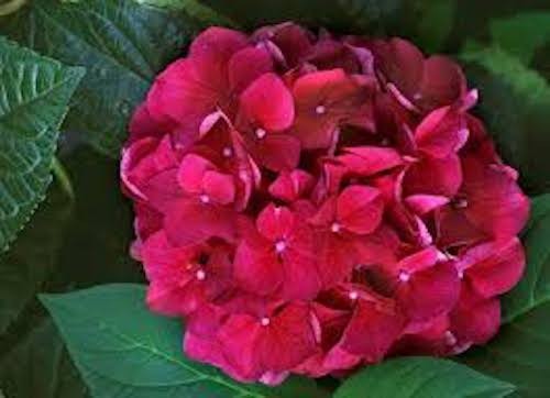HYDRANGEA SANGUINEA MERVEILLE vaso 18