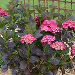 HYDRANGEA SANGUINEA MERVEILLE vaso 18