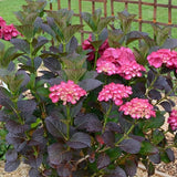 HYDRANGEA SANGUINEA MERVEILLE vaso 18