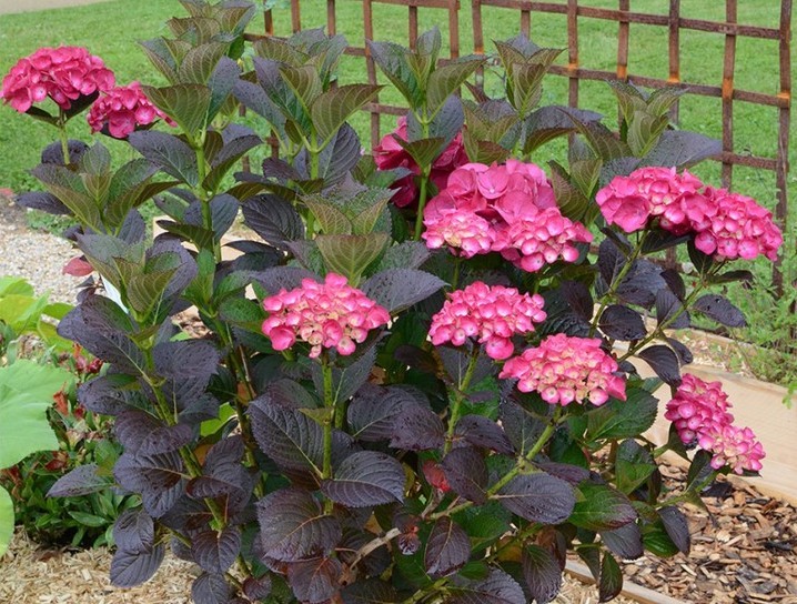 HYDRANGEA SANGUINEA MERVEILLE vaso 18