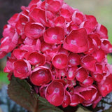 HYDRANGEA SANGUINEA MERVEILLE vaso 18