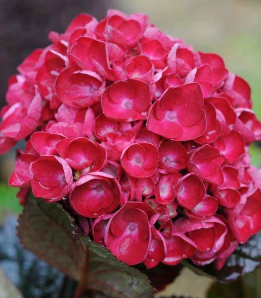 HYDRANGEA SANGUINEA MERVEILLE vaso 18