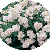HYDRANGEA PANICULATA GRANDIFLORA vaso 18