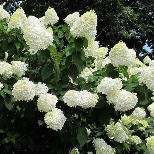 HYDRANGEA PANICULATA GRANDIFLORA vaso 18