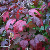 Hydrangea quercifolia vaso 18