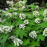 Hydrangea quercifolia vaso 18