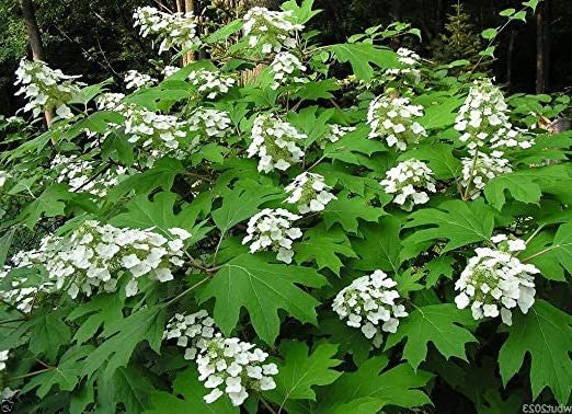 Hydrangea quercifolia vaso 18