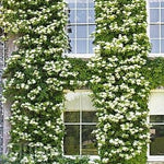Hydrangea anomala petiolaris cm. 50/70 vaso 18