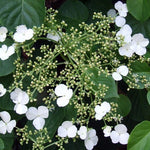 Hydrangea anomala petiolaris cm. 50/70 vaso 18