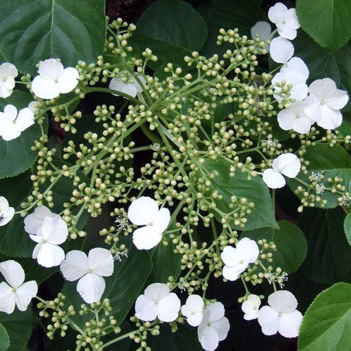 Hydrangea anomala petiolaris cm. 50/70 vaso 18