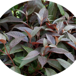 HYDRANGEA ASPERA.HOT CHOCOLATE ®  vaso 24/26