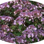 HYDRANGEA ASPERA.HOT CHOCOLATE ®  vaso 24/26