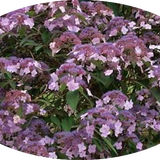 HYDRANGEA ASPERA.HOT CHOCOLATE ®  vaso 24/26