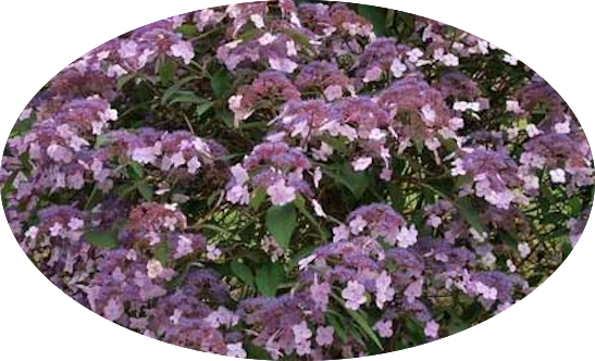 HYDRANGEA ASPERA.HOT CHOCOLATE ®  vaso 24/26
