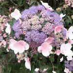 HYDRANGEA ASPERA.HOT CHOCOLATE ®  vaso 24/26