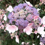 HYDRANGEA ASPERA.HOT CHOCOLATE ®  vaso 24/26