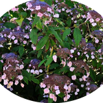 HYDRANGEA ASPERA.HOT CHOCOLATE ®  vaso 24/26